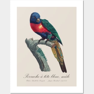 Rainbow Lorikeet / Perruche A Tete Bleue, Male - Jacques Barraband 19th century Illustration Posters and Art